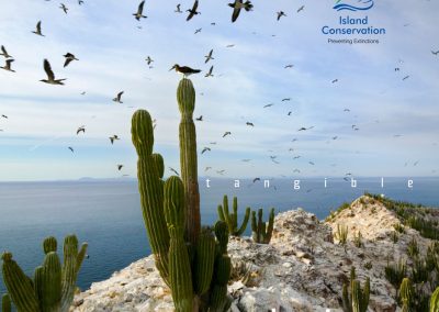 Island Conservation Annual Report cover